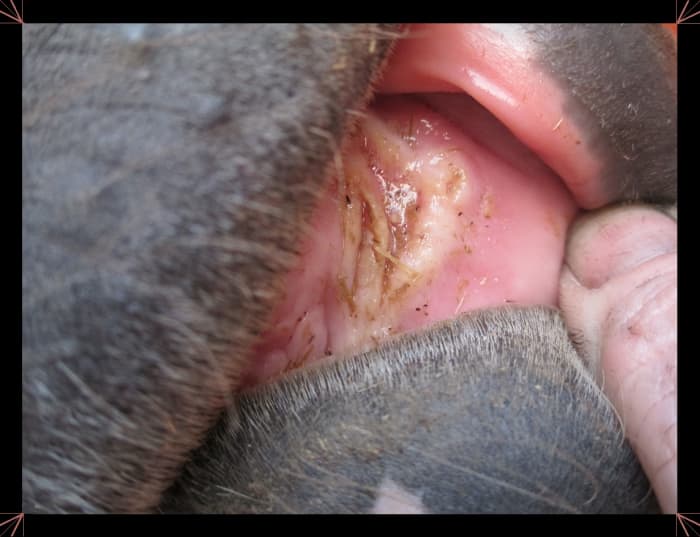 Here's a good example of a horse's oral ulcer. If you look closely, you can still see some of the foxtails are still sticking out.