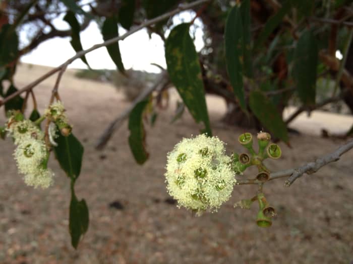 Both native and honey bees love flowering eucalypts so if you can grow them in your area, and have the space, they are a worthwhile addition to your garden. Check that they will not end up shading your vegetables, or competing for water.