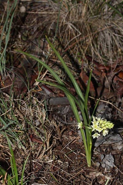 The death camas, shown here, looks a lot like a wild onion. They both have onion like leaves and bulbs. While wild onions can be a nice addition to any outdoor meal, eating the bulb of a death camas can be fatal.