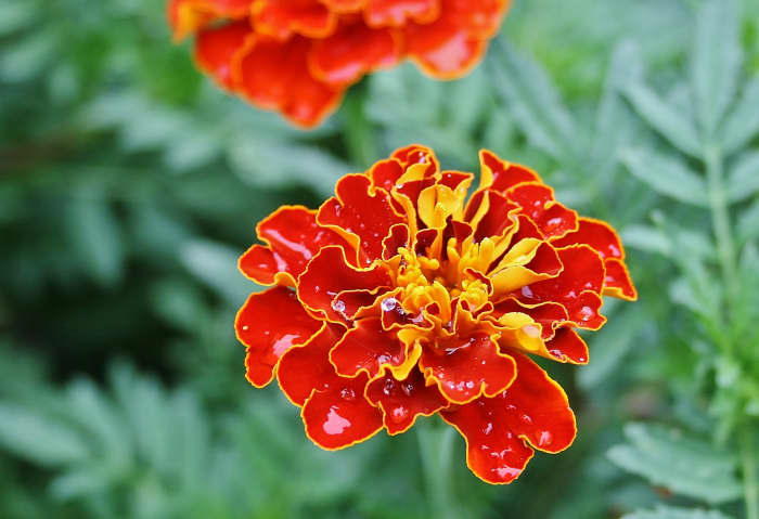 French Marigolds Aren't French (and Other Facts About Tagetes Patula ...