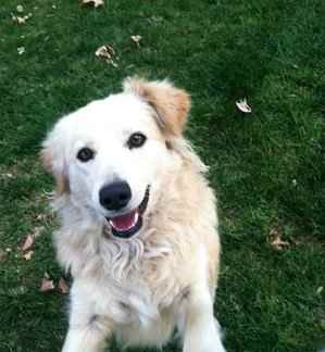 Contrary to popular belief, some dogs are postal-approved, mailman-friendly models.