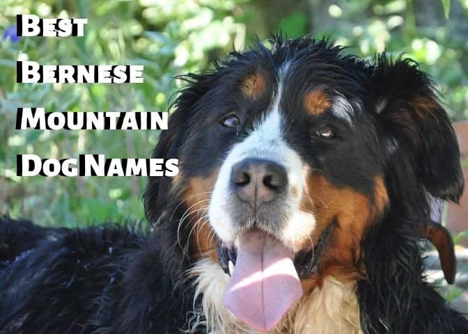 Bernese Mountain Dogs are beautiful creatures. Honor them and their roots by giving them a Swiss name.