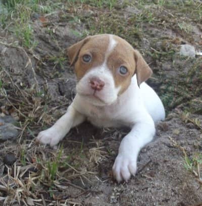 Puppy training is easier than you might think, and it can be a fun bonding experience for you and your dog.