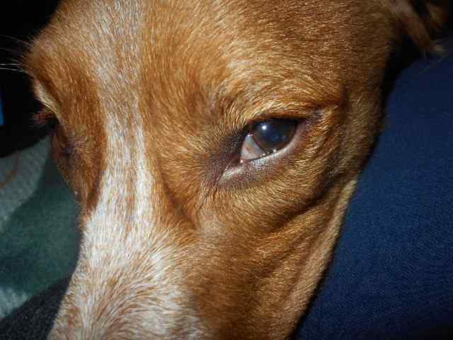 Third eyelid in dog