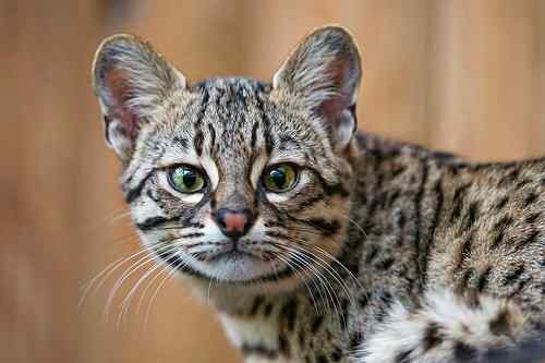 A Geoffroy's cat. 