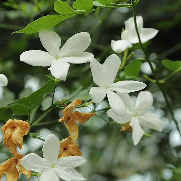 Jasmine flowers (Jasminum officinale).