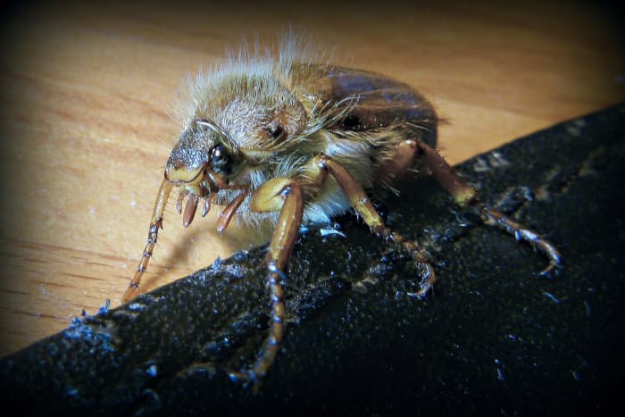 The adult form of the European Chafer larvae. If you see one of these on your lawn, you'll likely also have unseen grubs under the surface.