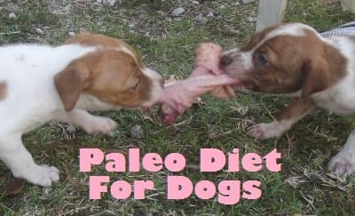 In Paleolithic times, puppies competed for natural foods. Consider giving your dog a Paleo diet.