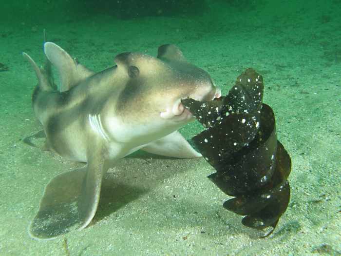 Horn and Angel Sharks: Unusual Predators on the Seabed - Owlcation