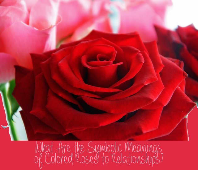 Differently colored roses represent different things in relationships. Giving your lover the wrong color rose could send the wrong message. Knowing these colors will help you to pick up the best bouquet (or single rose) for your loved ones.
