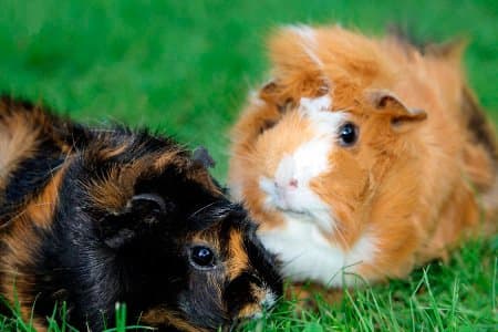 Owning an Abyssinian guinea pig as a pet is a wonderful bonding experience for both adults and children.