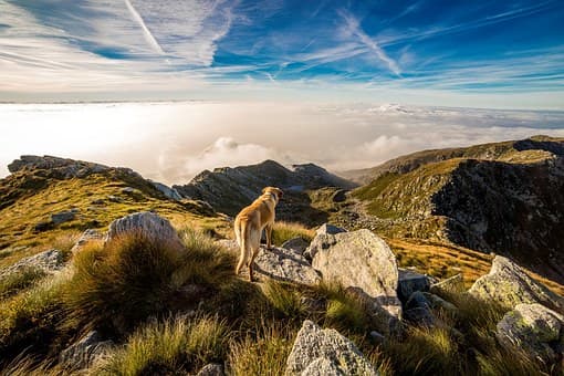 Animals share many of the same emotions as their human counterparts. They are not immune to feelings of sadness and grief when someone passes away.