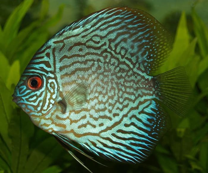 The discus fish a peaceful species of new-world cichlid that may be labeled semi-aggressive because they grow large enough to eat smaller fish.