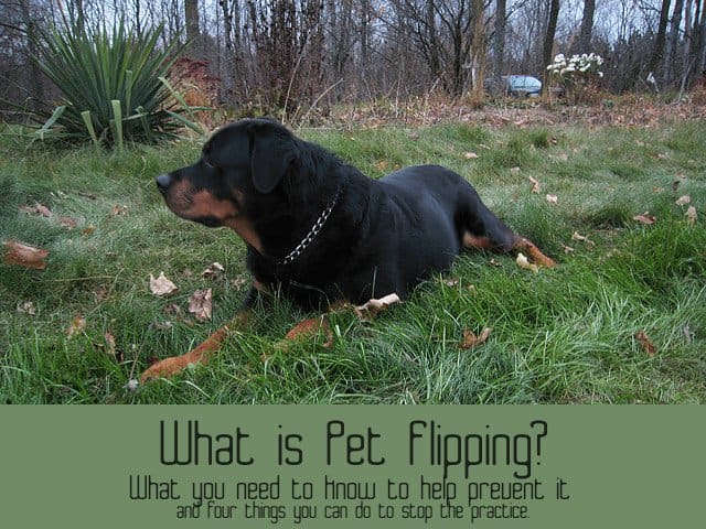 Purebred dogs, like this Rottweiler, are primary targets of pet flippers.