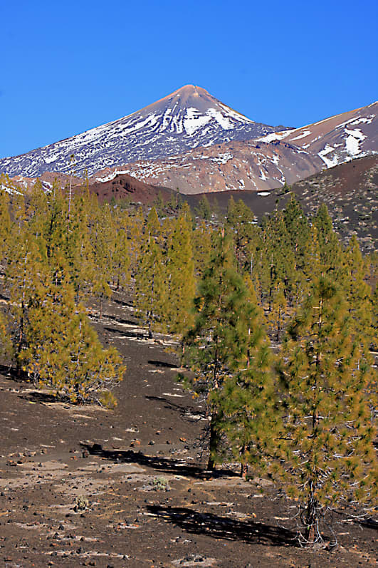 The great volcanic cone of Mount Teide rises beyond a lava field and a sparse growth of Canary Island Pines
