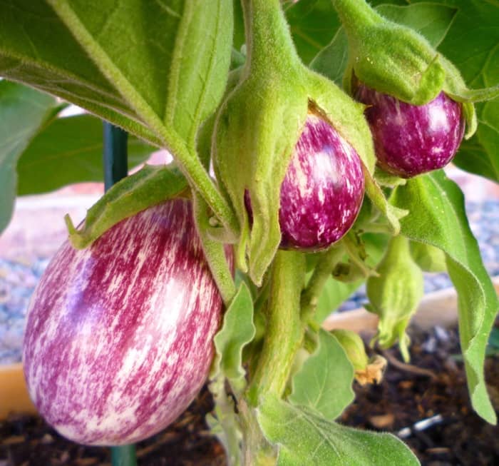 Italian striped eggplant fruits. This tender eggplant variety produces stunning colored fruits with excellent flavor. Grown in raised beds 2012.