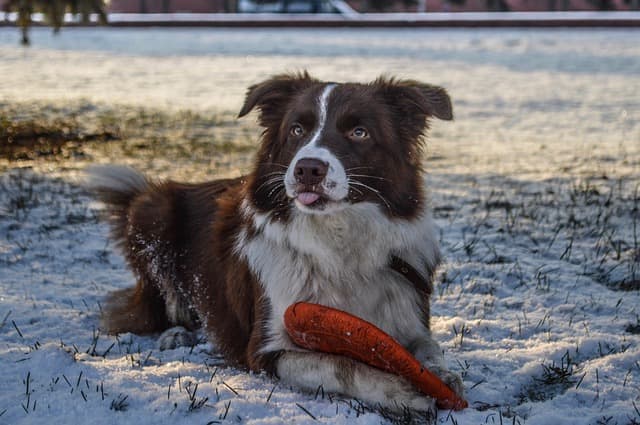 Because of the risks for being bitten, it's important for dog owners to seek the assistance of a dog behavior professional.