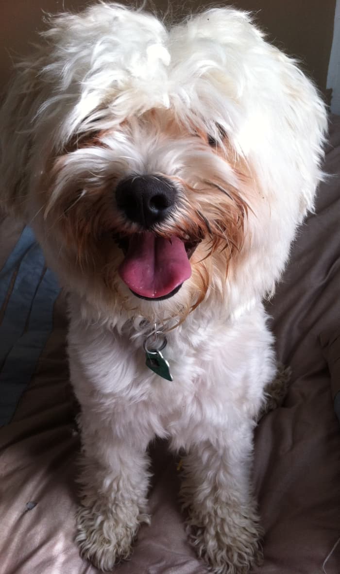 This is Rufus—Havanese dogs are very family friendly and get along wonderfully with other pets and children.