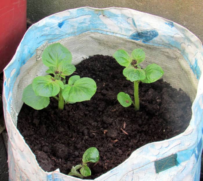 How to Sow, Plant and Grow Potatoes in Bags and Containers - Dengarden