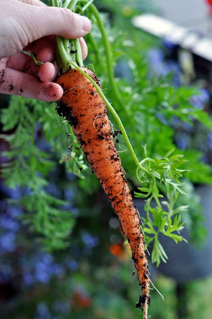 Growing a Deck, Balcony, or Patio Vegetable Garden Dengarden
