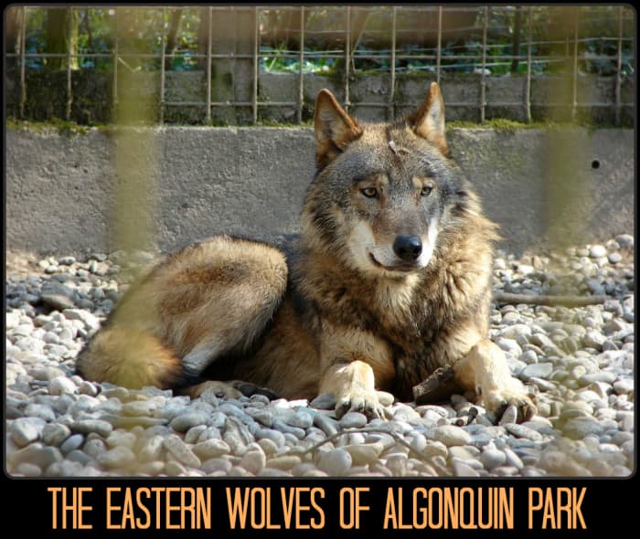 Algonquin Provincial Park is home to 30-35 eastern wolf packs. Sadly, there are less than 500 of these animals left in the wild, with Algonquin Park seeing the largest population.