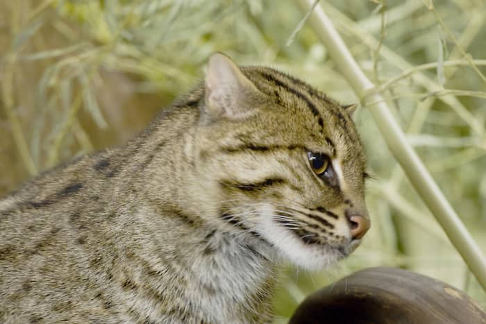 A fishing cat at the Cincinnati Zoo