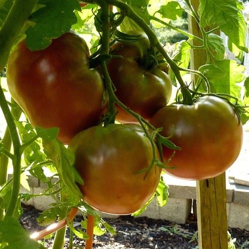 Tomatoes in raised beds get a head start. For the real giants, you must thin the tomatoes. So, either choose to grow a lot of smaller tomatoes or grow fewer fruits to get giant tomatoes.