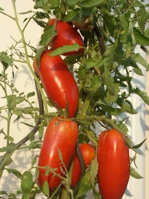 Pompeii tomato are meaty, paste-type tomatoes perfect for topping a pizza or making spaghetti sauce.