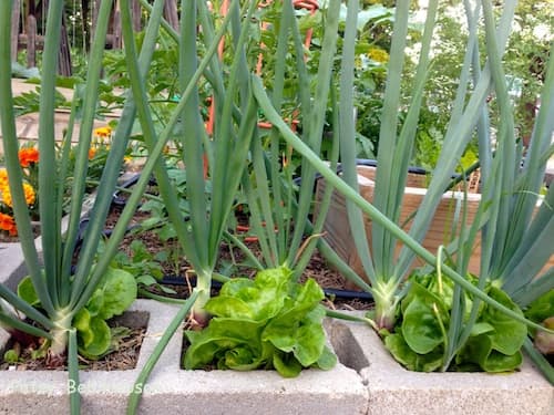 The soil squares in the concrete blocks are filled with early spring lettuces and onions. All lettuces and small green onions will be harvested, leaving a single onion to grow to a 3-inch wide bulb.
