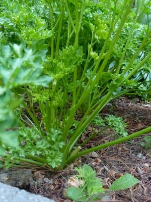 When it comes to parsley, curly or flat leaf is the gardener's choice. Most people can't tell the difference in a blind taste testing. Grow both and taste test for yourself.