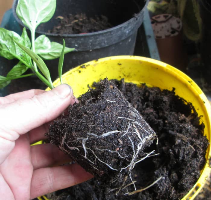 Wie man die Paprikapflanzen verpflanzt