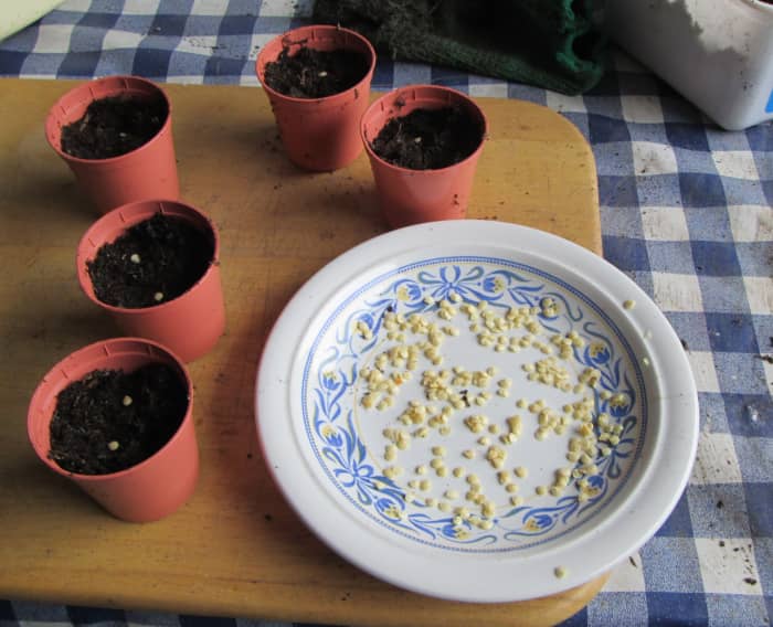 Cómo plantar semillas de pimiento dulce