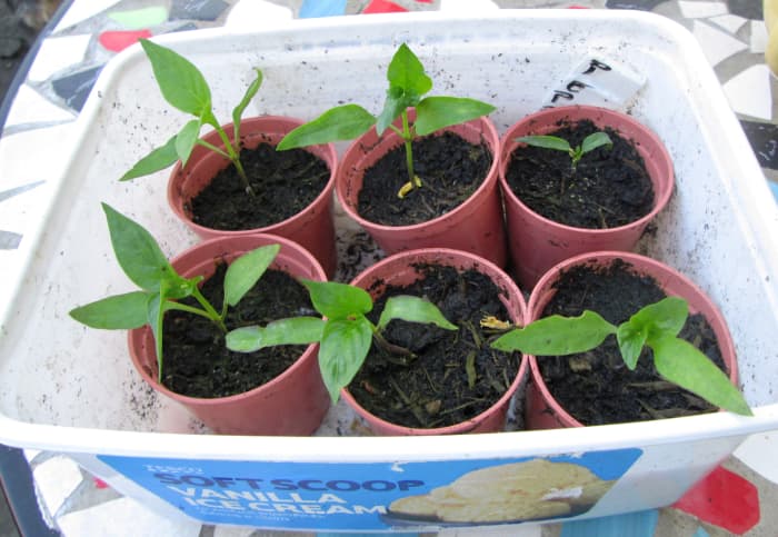 Cómo cultivar plántulas de pimiento.