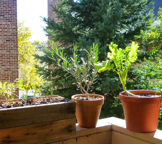 Still the same olive tree, just a picture from the season before! 2013