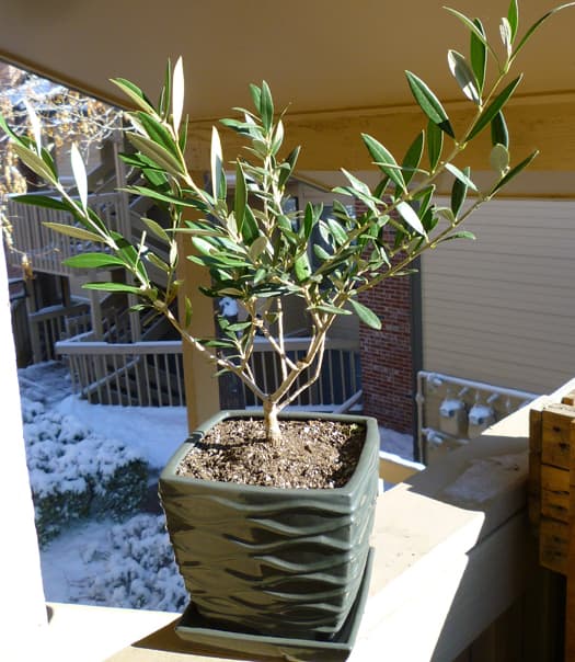 Growing Olive Trees In Pots And Containers Dengarden