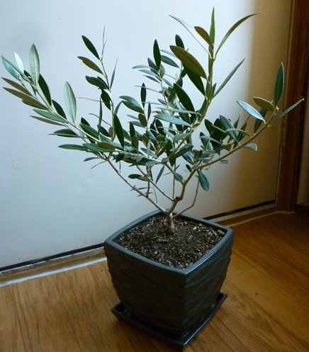 This is the same olive tree as above, only before replanting and pruning.