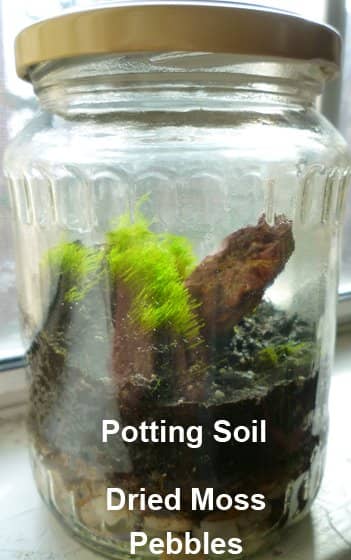 How to make a terrarium in a jar. Compared to the apple cider jug, this pickle jar has a much larger opening and is a lot easier to work in.