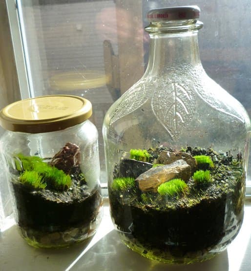 How to Make a Terrarium in a Jar - Dengarden