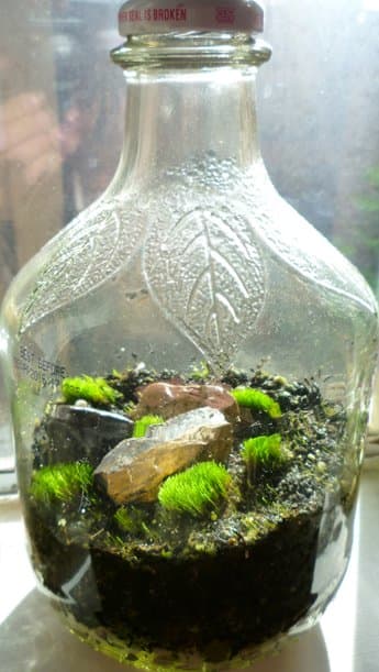 Living moss terrarium. While this jar is very unique, the small opening makes moving moss and decorations almost impossible!