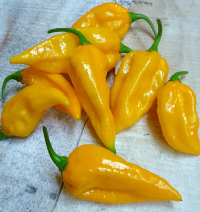 Fatalii Peppers(ファタリ-ペッパーズ)。 30万以上のスコヴィルユニットに達する、これらはいくつかの真剣に熱い唐辛子です！ 