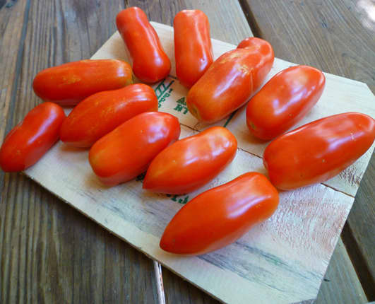 San Marzano tomatoes harvested from the patio. These container-grown tomatoes were only a small fraction of the total tomatoes harvested!