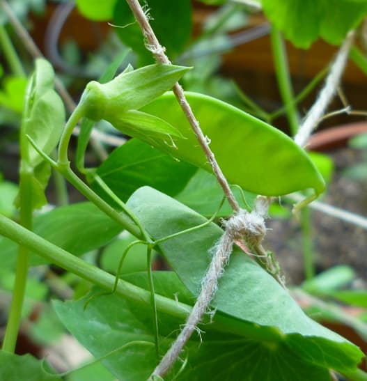 Culture de la gousse de pois de la saison 2013.