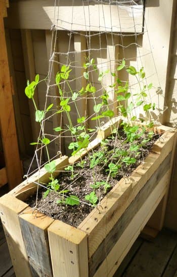 Auf der Terrasse angebaute Alaskan Early Peas 2013. Das abgebildete Spalier wurde aus Hanfschnur hergestellt, um Stärke und Haltbarkeit zu gewährleisten, ohne dass es zu sperrig ist.