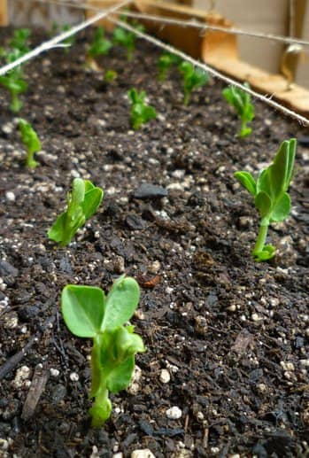 Les germes de plants de pois. Survivant à la neige précoce et à quelques températures glaciales, les germes de pois n'ont cessé de pousser. Ils sont âgés de quelques semaines à ce stade.'re a couple weeks old at this stage. 