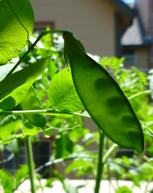 Alaskan Early Shelling Pea Pod. This particular pod is not that far along in development, so the peas inside are easily seen!