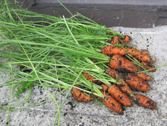 How to Sow, Plant and Grow Carrots From Seeds in Containers Dengarden