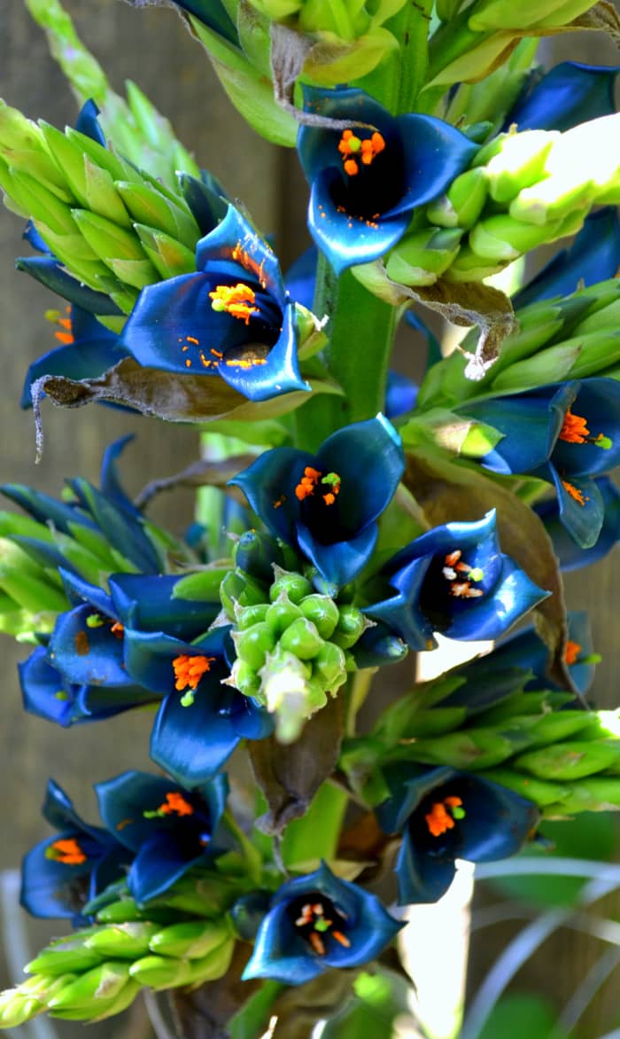 The exotic teal blue flowers of Puya alpestris contrast with the bright orange anthers on this spectacular and rare bloom.