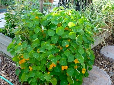 Invite pollinators by planting things like nasturtium. Fill empty garden spaces with herbs and flowers to keep weeds out and attract pollinators.