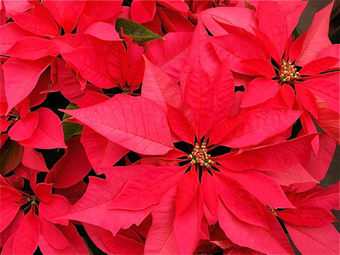 Poinsettia is a plant that was once considered to be very poisonous but is now classified as non-toxic or only mildly toxic.