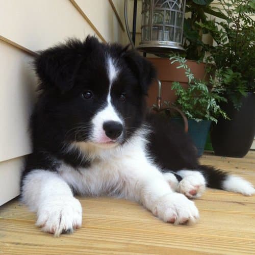 PRP injections can be a much cheaper and easier alternative to ACL surgery for your pup.